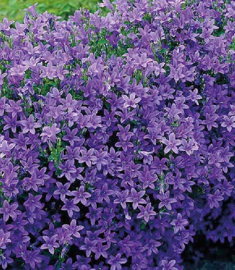 Campanula portenschlagiana